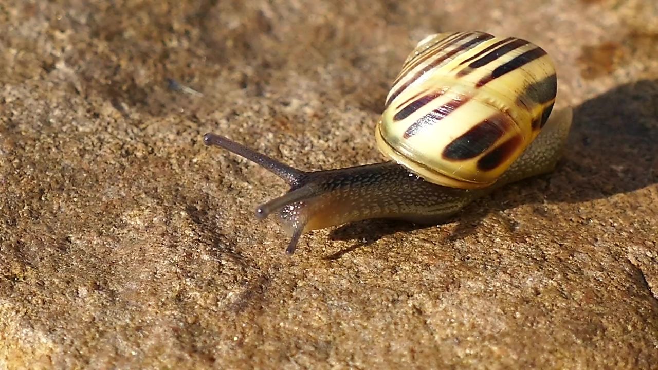 动物蜗牛自然泥泞