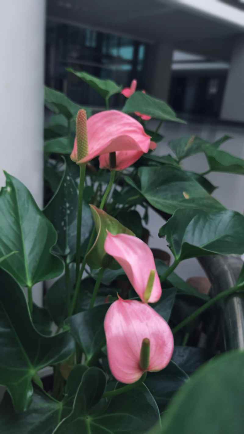 不知名花