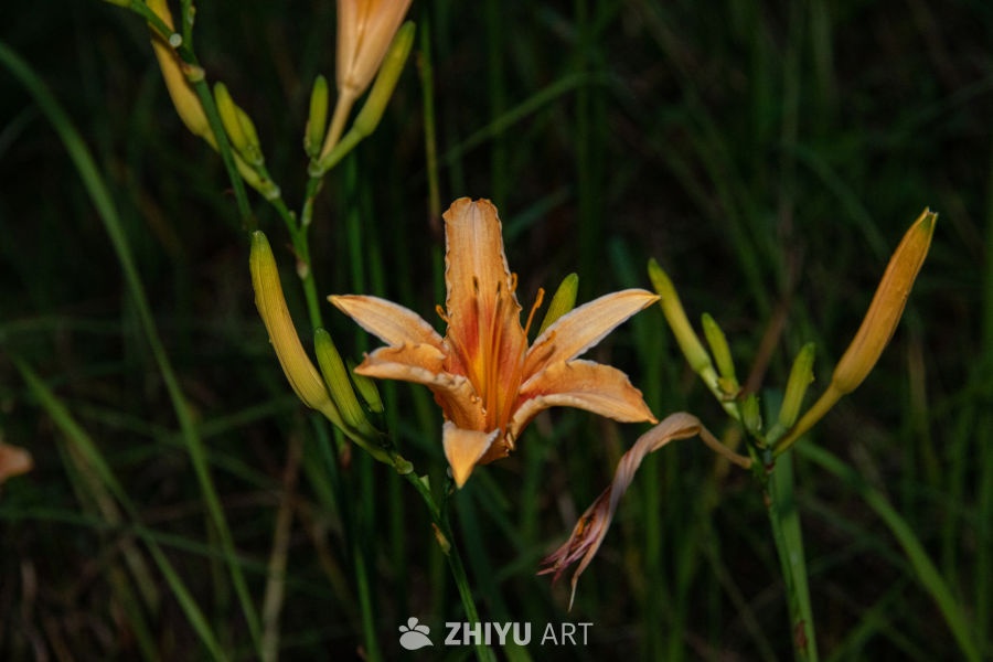 中药材与药材花 73