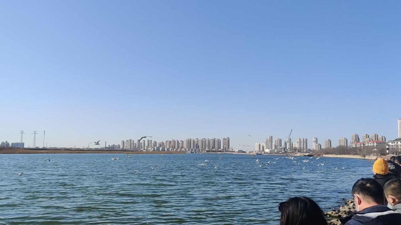 天津老码头海鸥