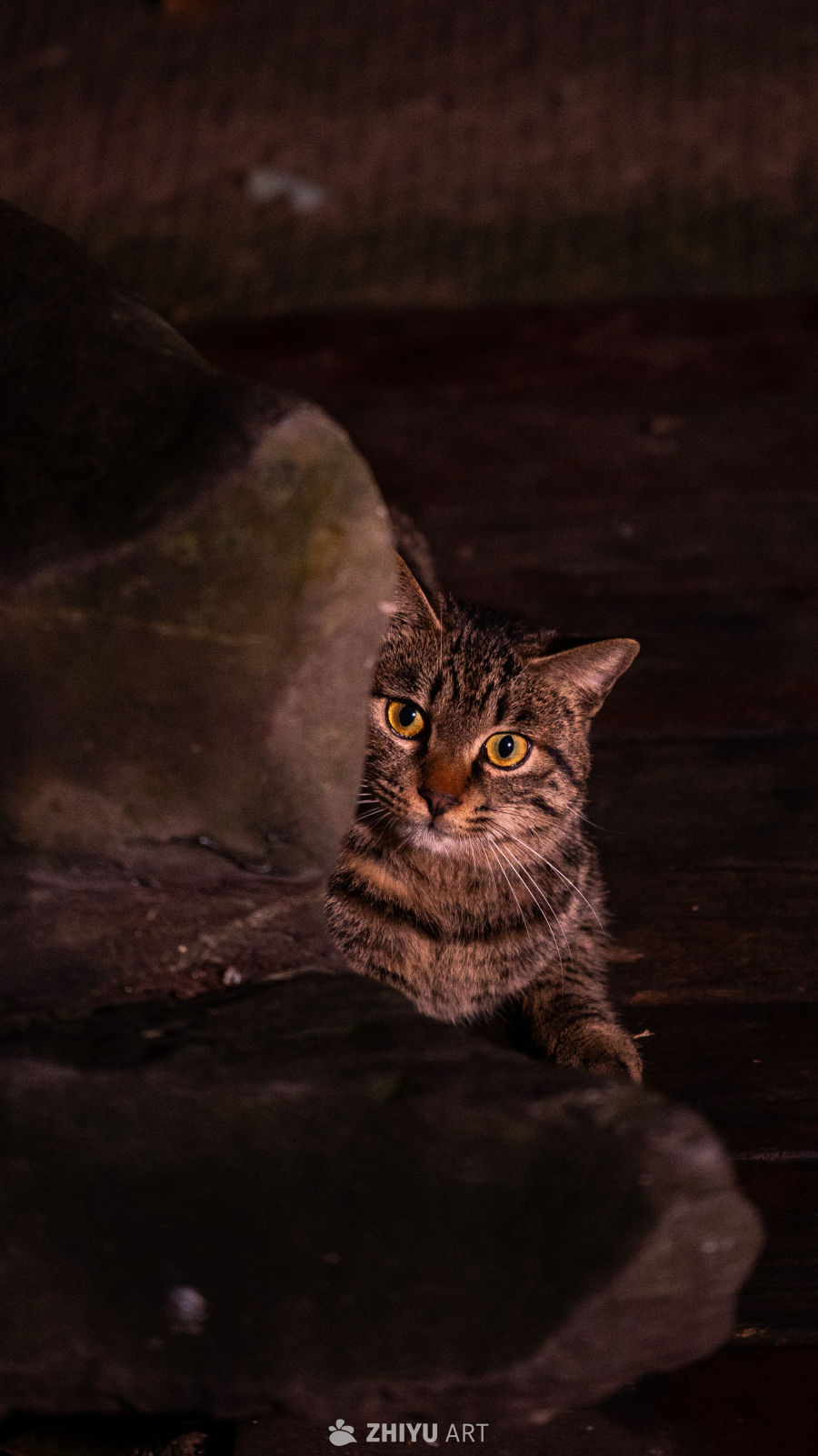 暗光中的好奇猫眼