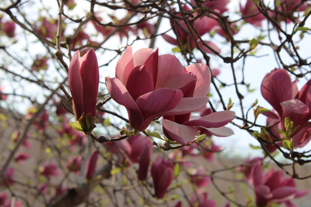 玉兰花