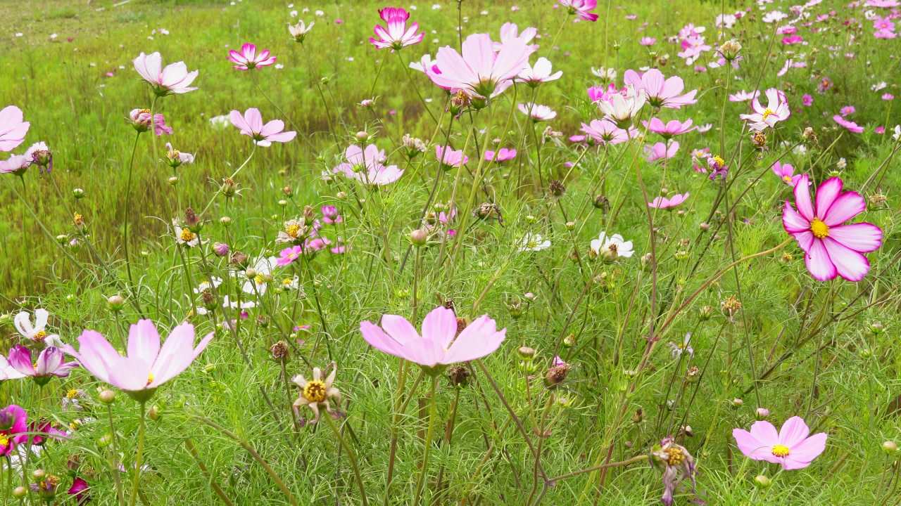 田野中的花海