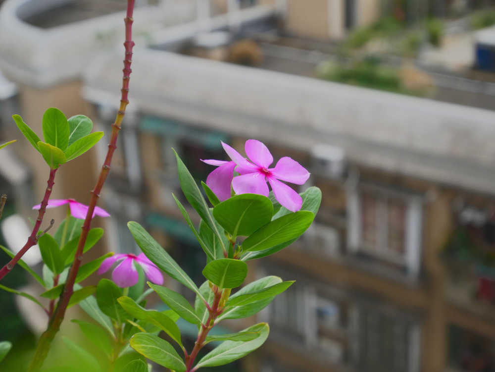 长春花开