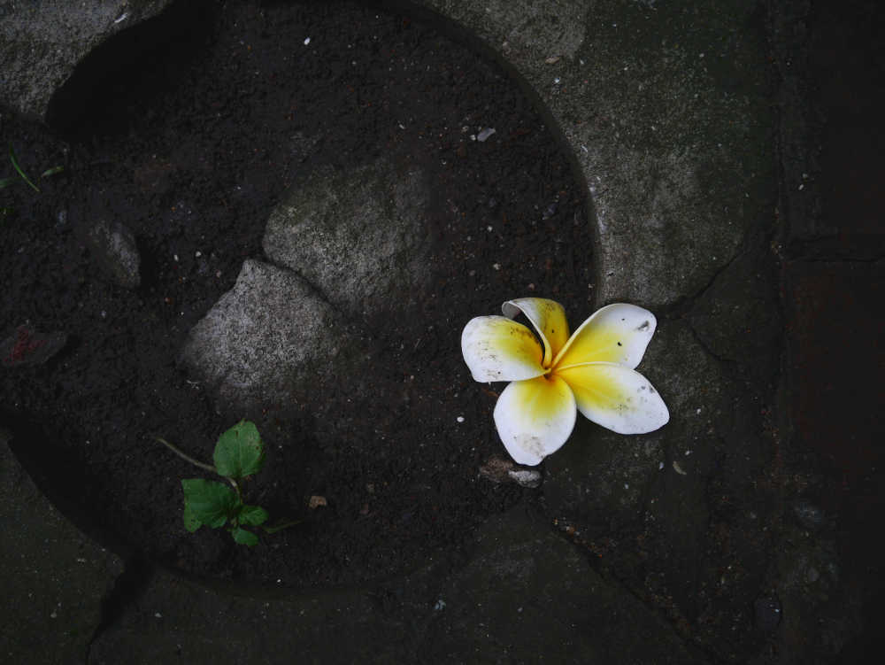 掉落的鸡蛋花