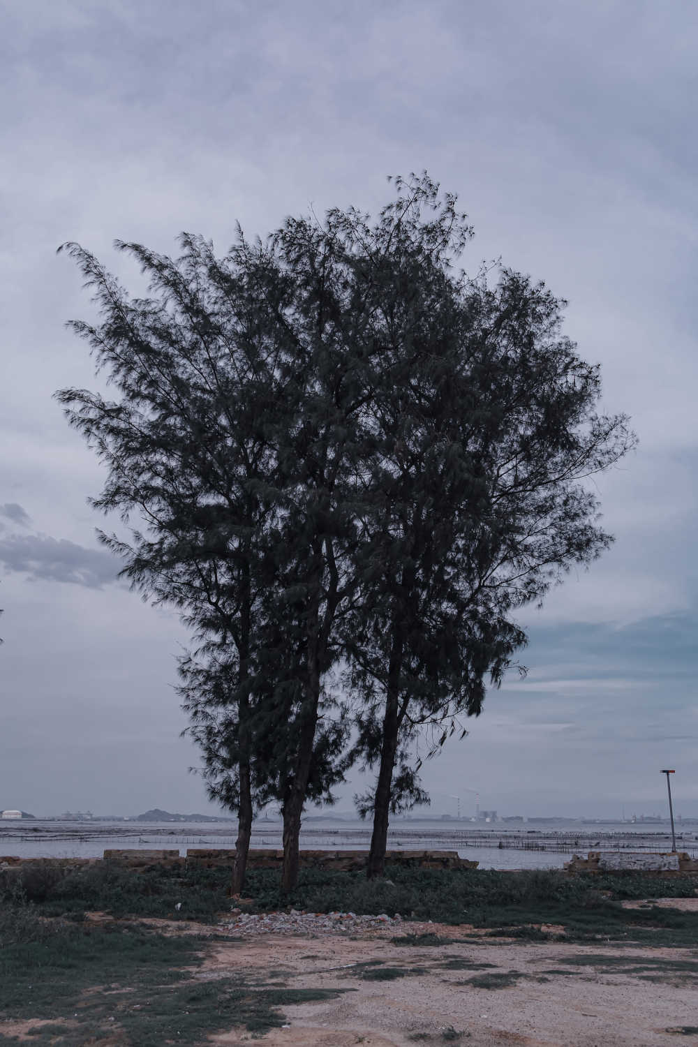 寒风中的松树