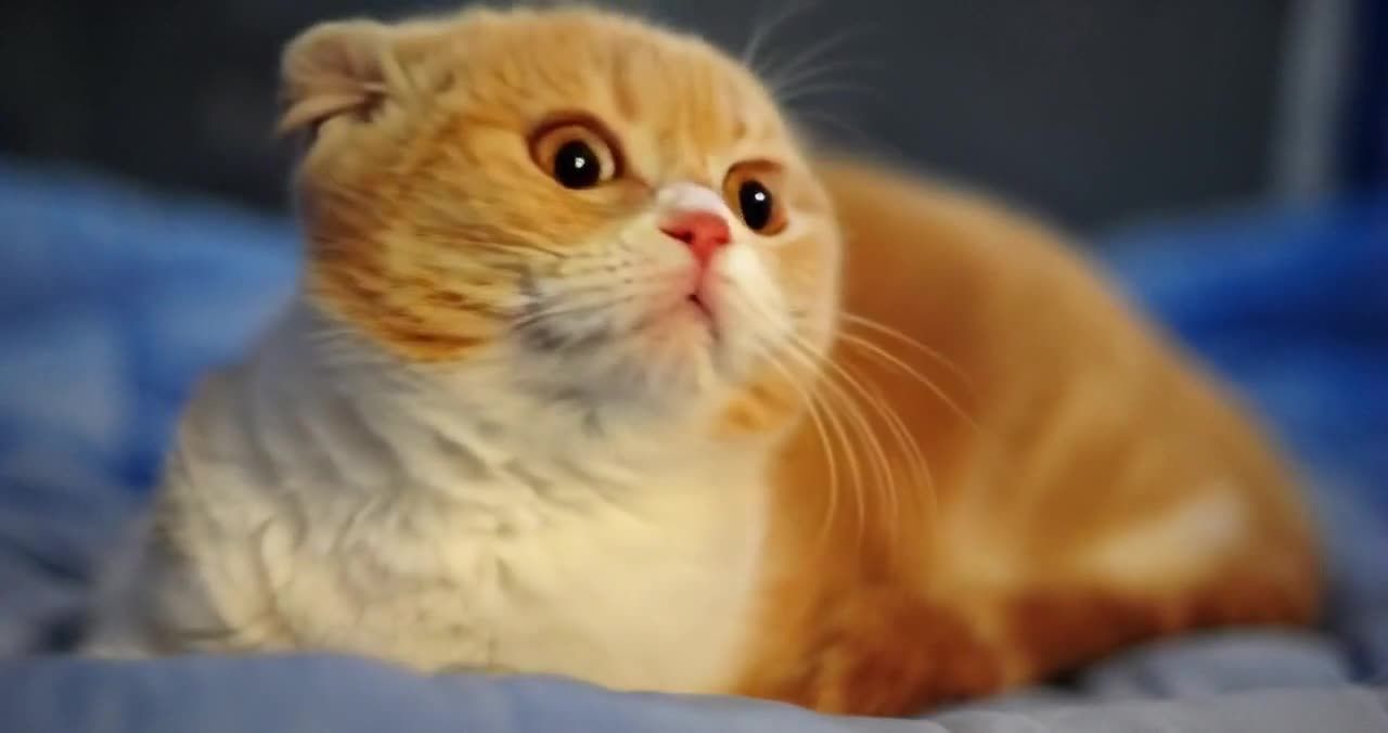 橙色苏格兰折耳猫侧卧，蓝布背景，粉鼻凝视。