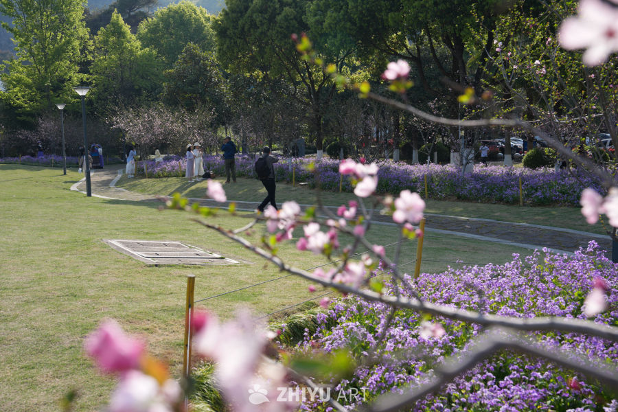 春日公园赏花