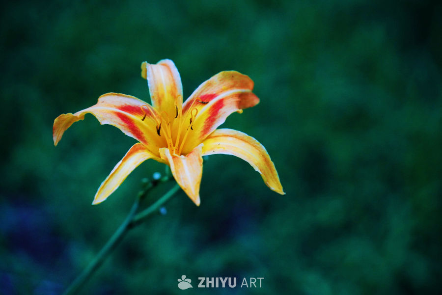 橙红相间的百合花