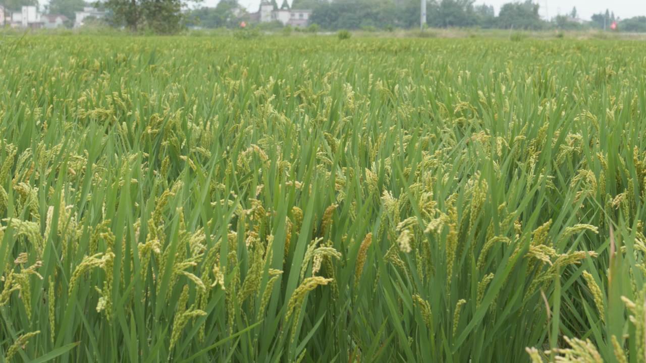 水稻五常大米田野粮食庄稼丰收 7