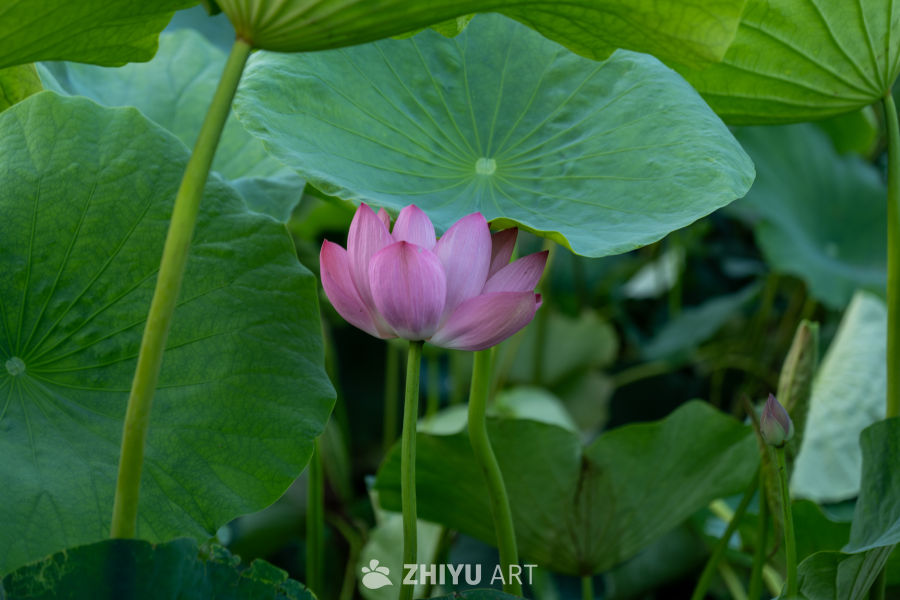荷花 18