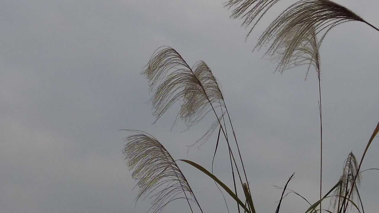 枯萎芦苇植物实拍 