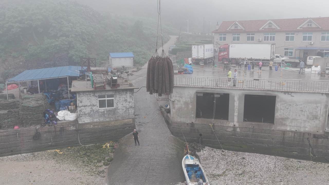 渔民分拣扇贝现场