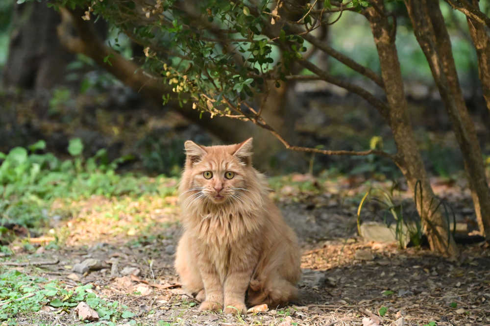 公园地上蹲着的一只黄色野猫