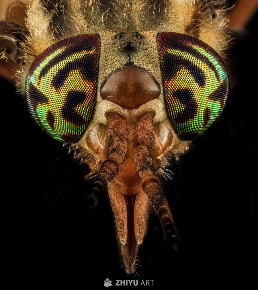 来，让我瞅瞅你