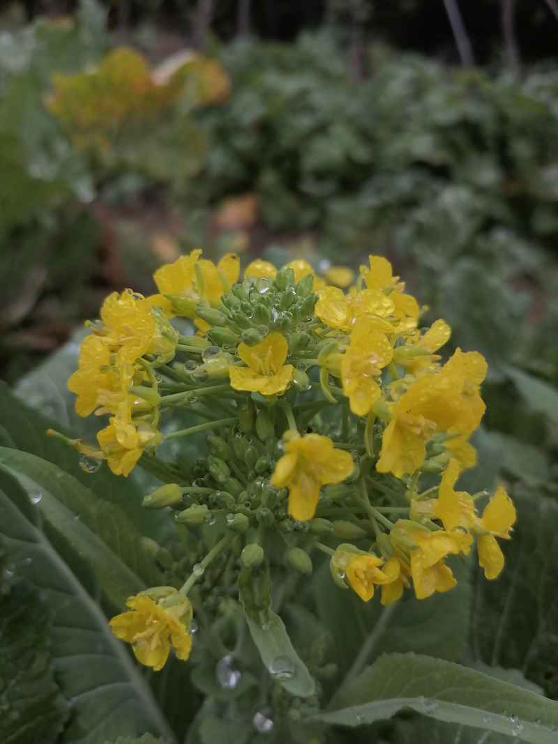 雨花