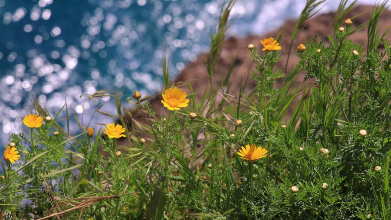 海边的野花