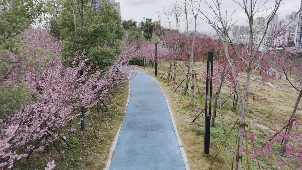 樱花盛开的小径