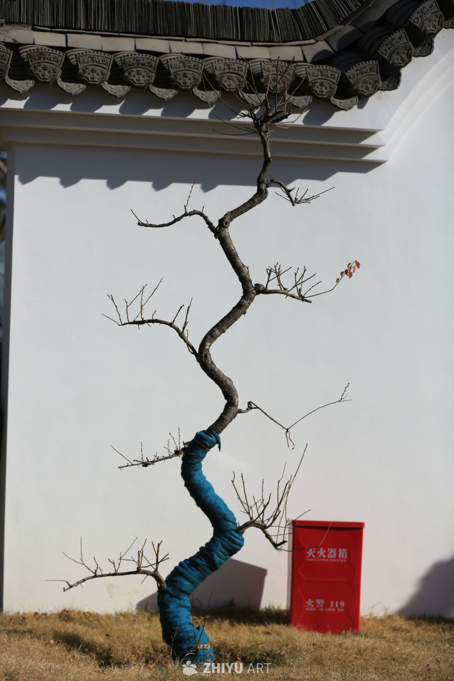 冬日枯树与青色布带