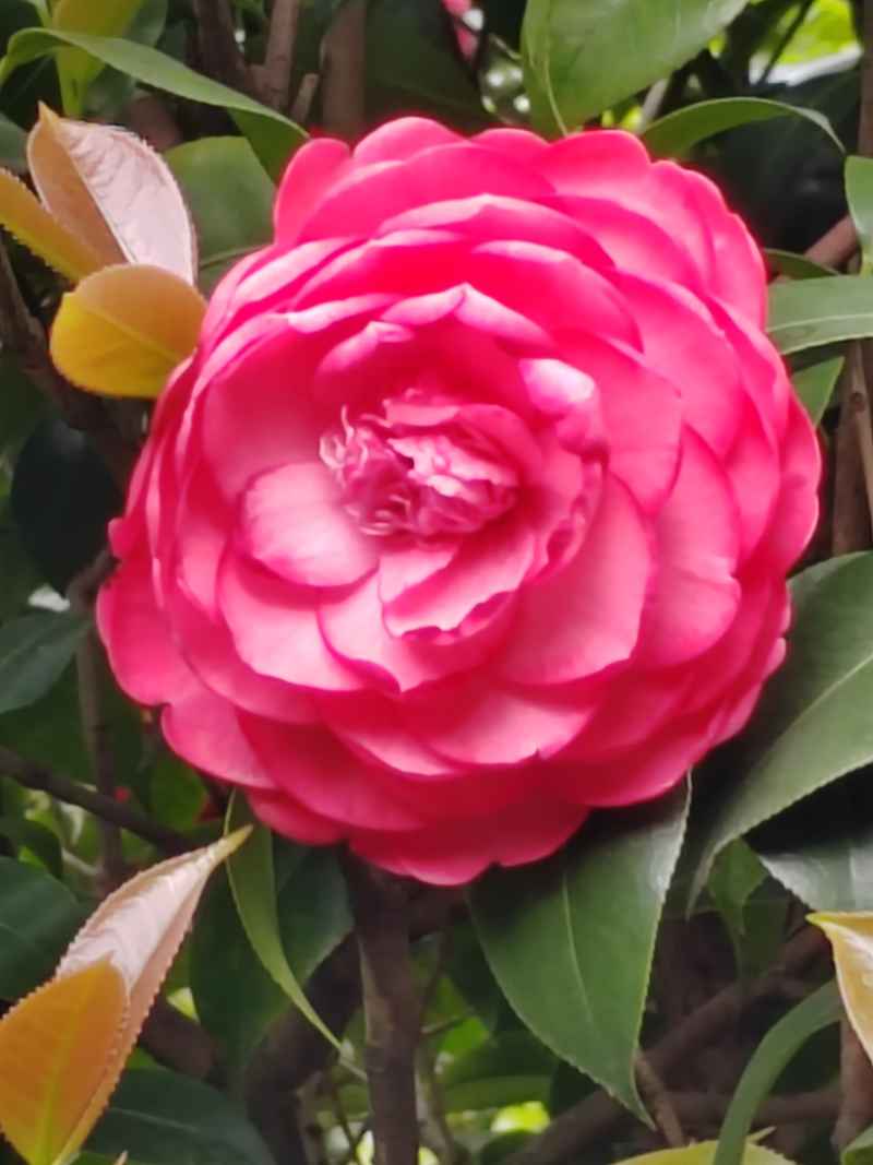 茶花