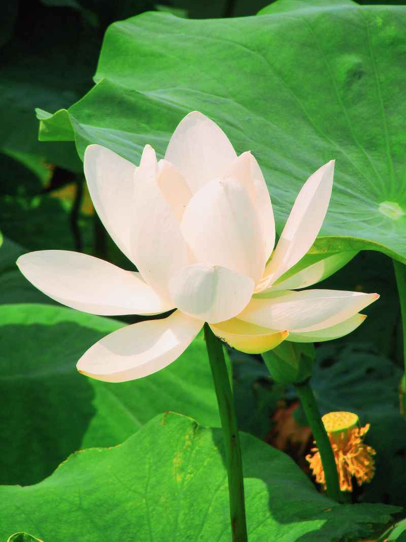 “水中君子”——荷花 21