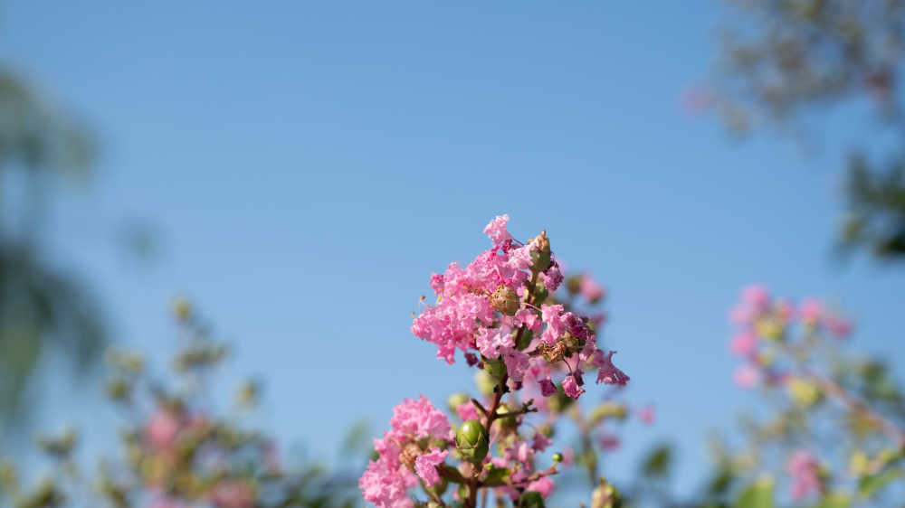粉红小花