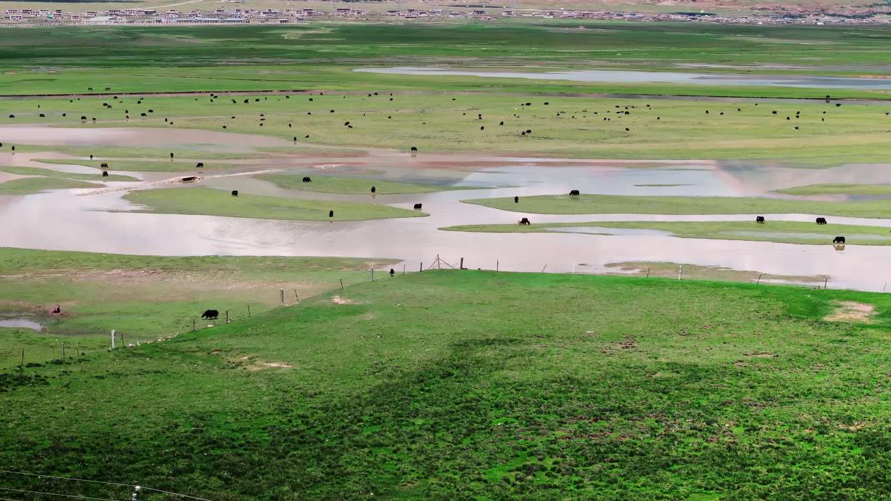 西藏那曲草原上河流牦牛群唯美风光航拍视频