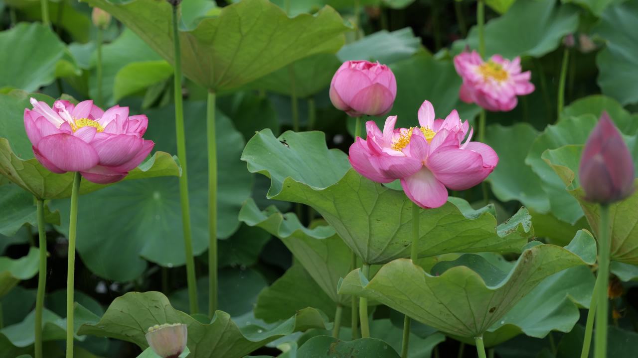 荷花 26