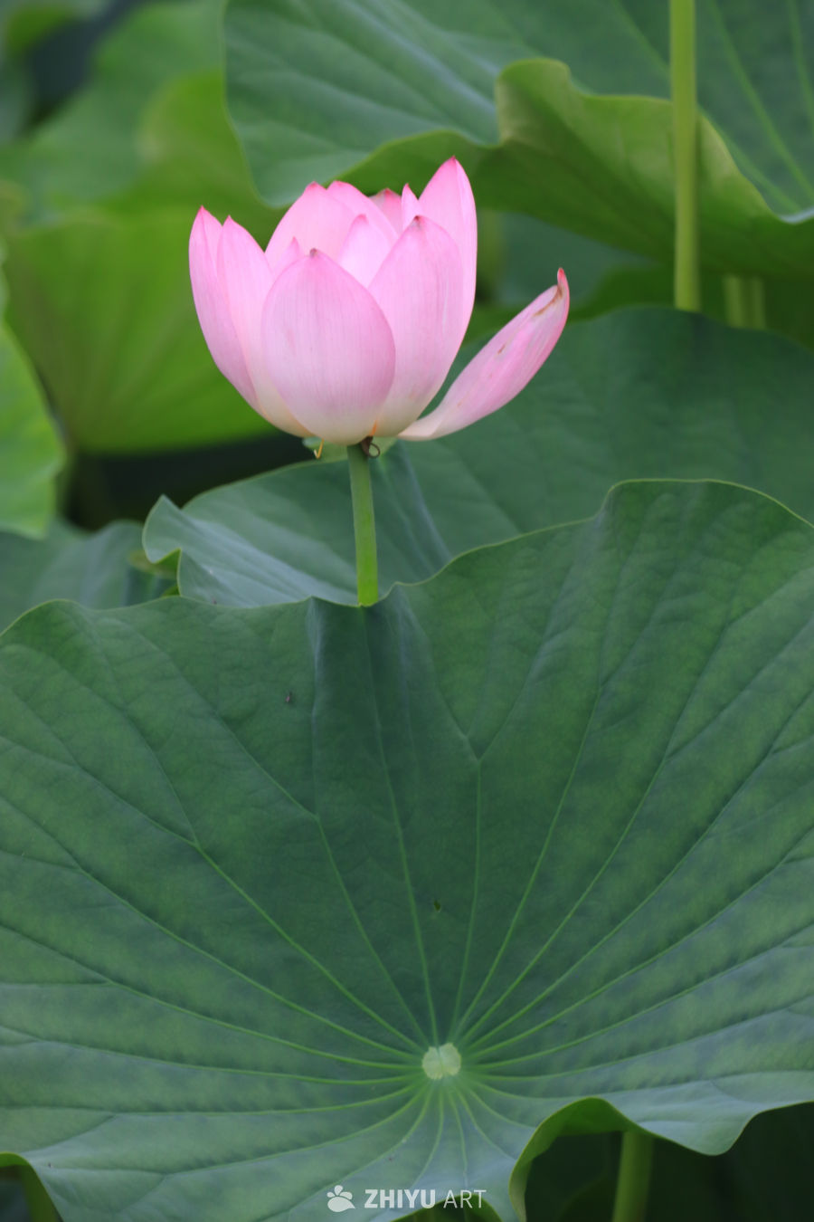 荷花 50