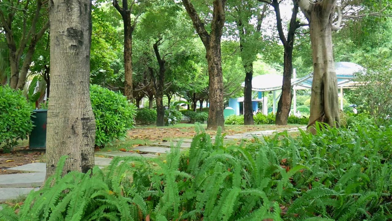 公园石板小路和草坪