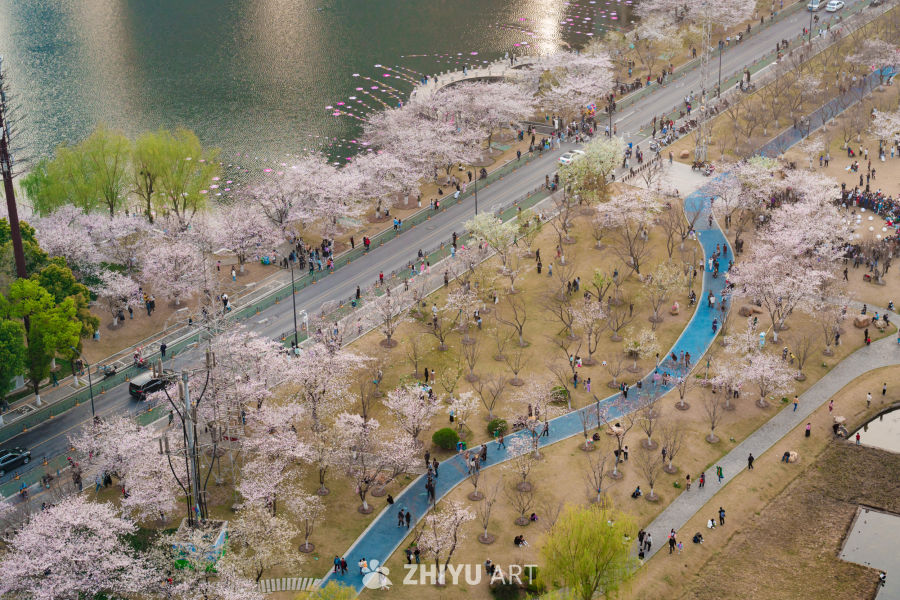 武汉西北湖公园樱花