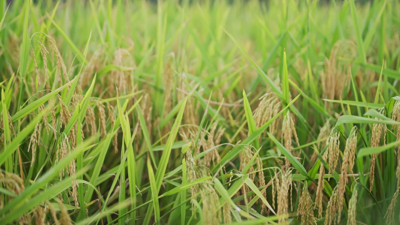 村庄旁边成熟的稻田稻子