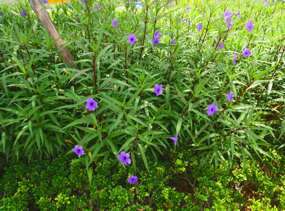 蓝花草和米仔兰