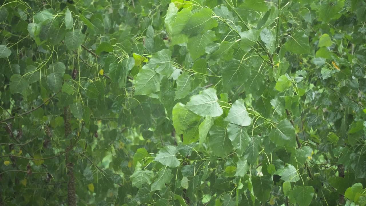 阴天下雨水滴雨滴天气 17
