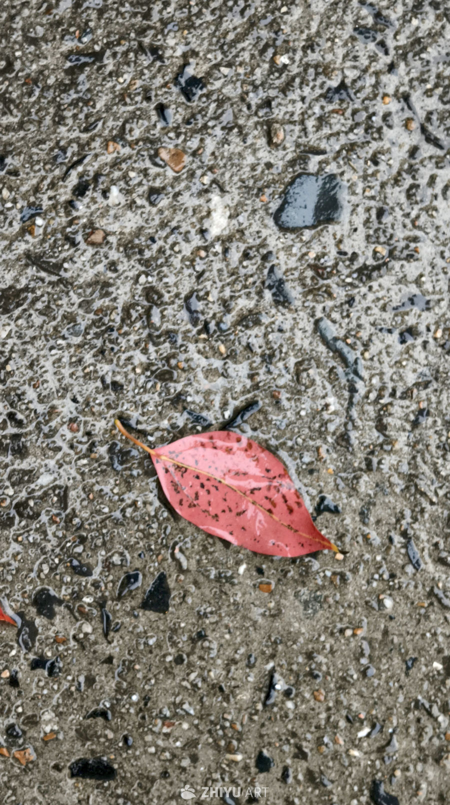 雨后掉落在地面上的枯叶