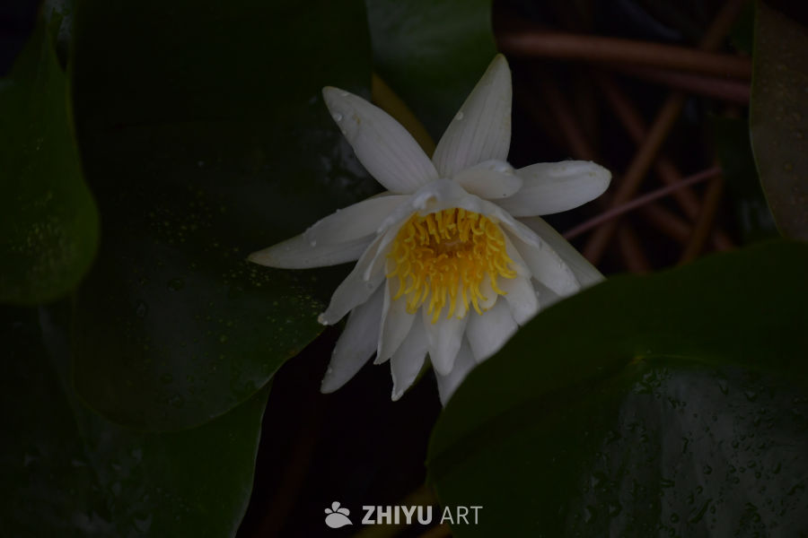 静谧的莲花