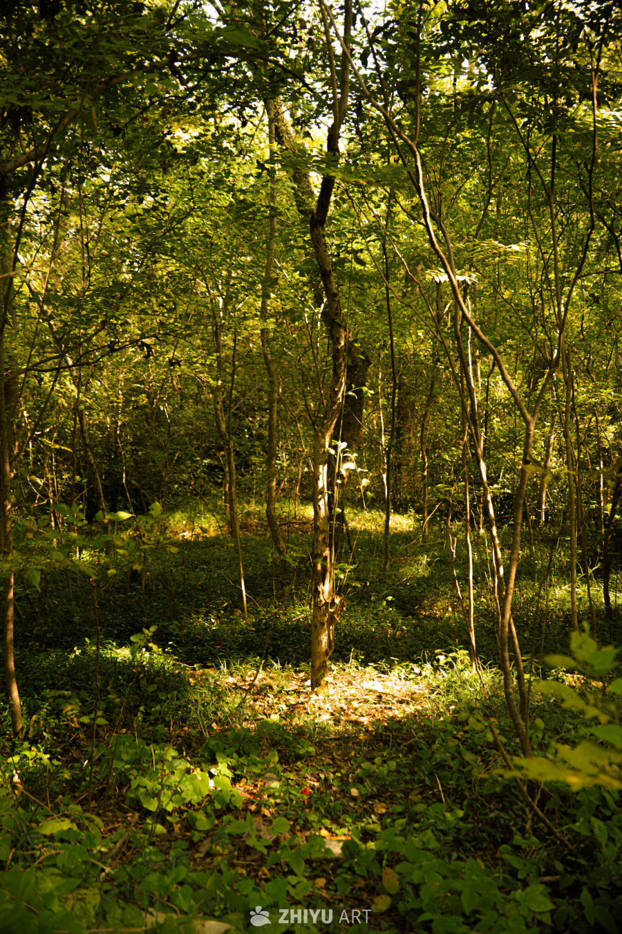 阳光穿透的森林秘境