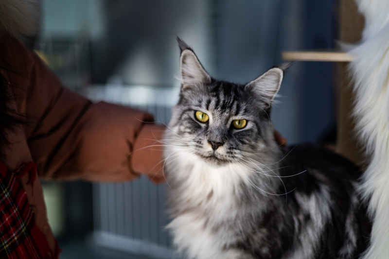 缅因猫
