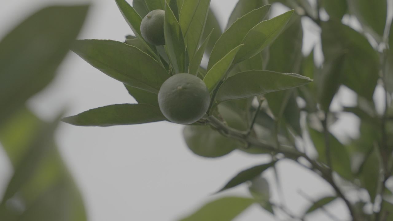 绿果枝头