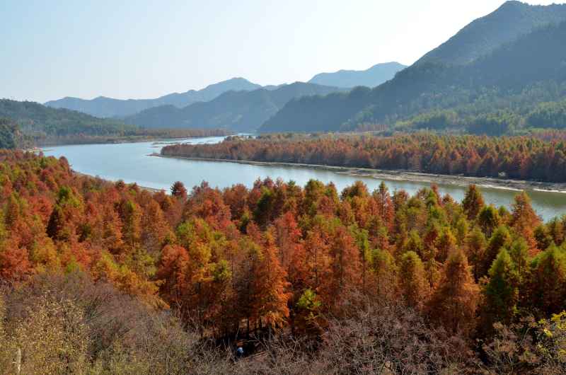 皖南川藏线 秋叶树林 10