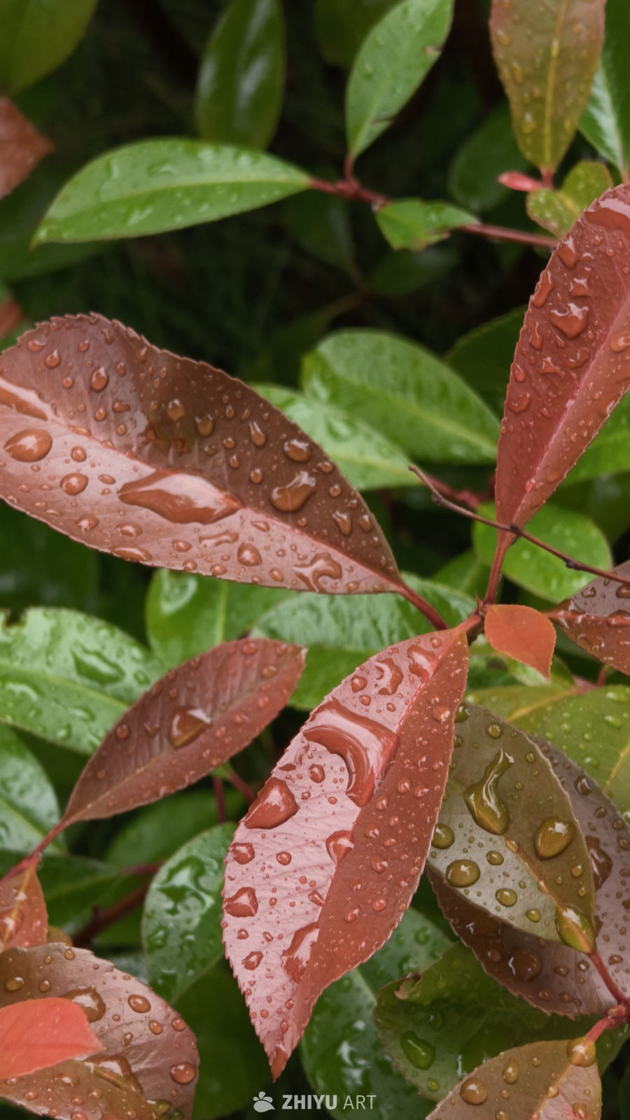 雨后绿叶
