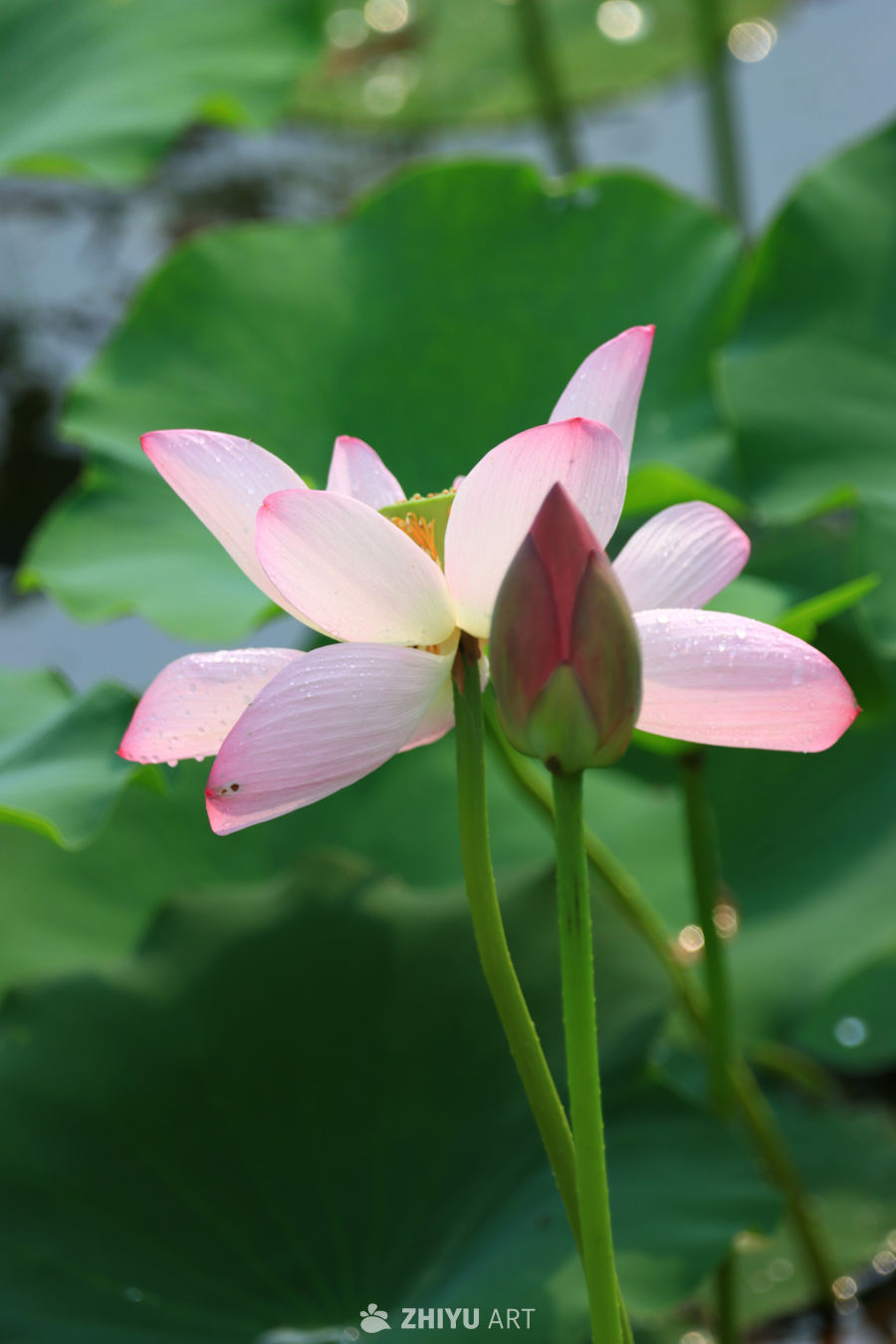 盛夏荷花 126