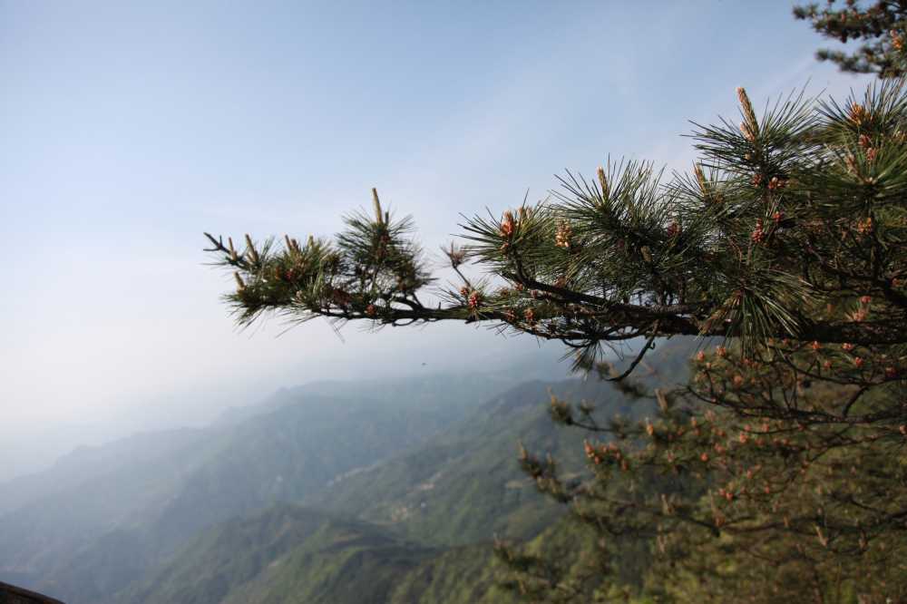 松树下的山川