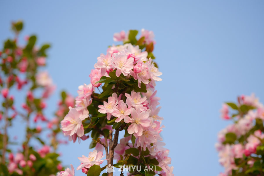 春天海棠花 76