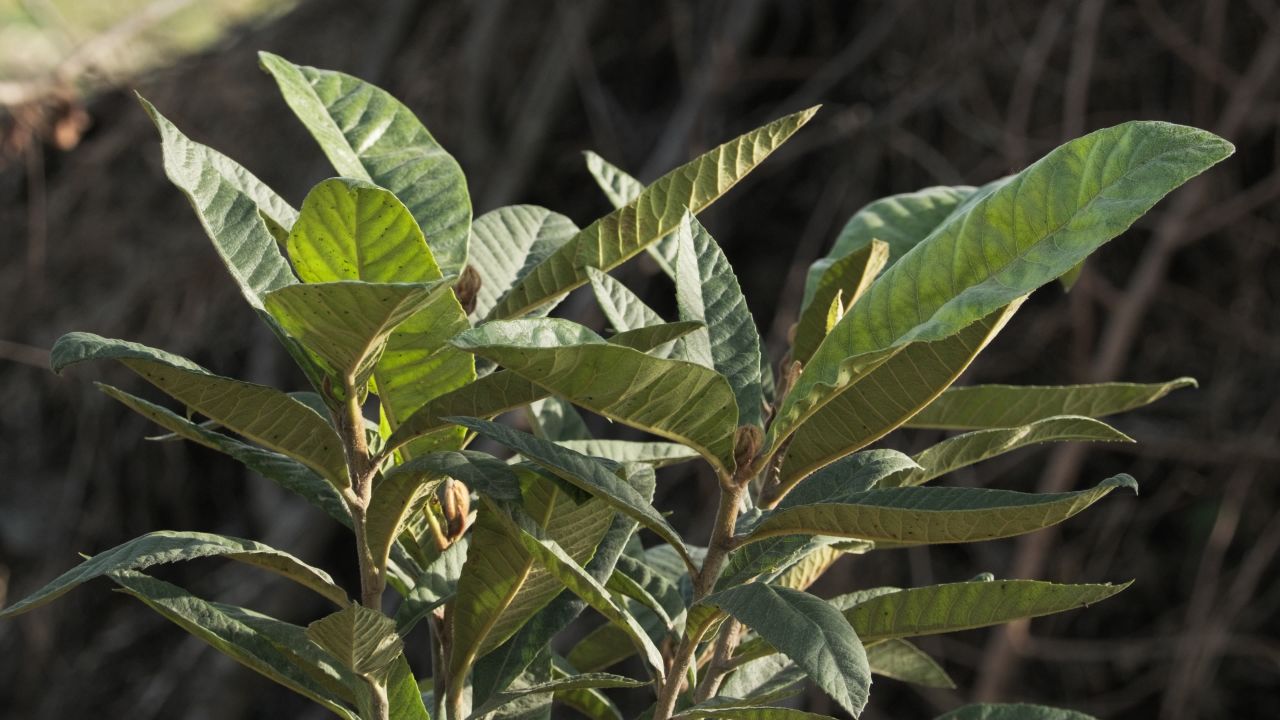 植物叶子4K实拍空镜