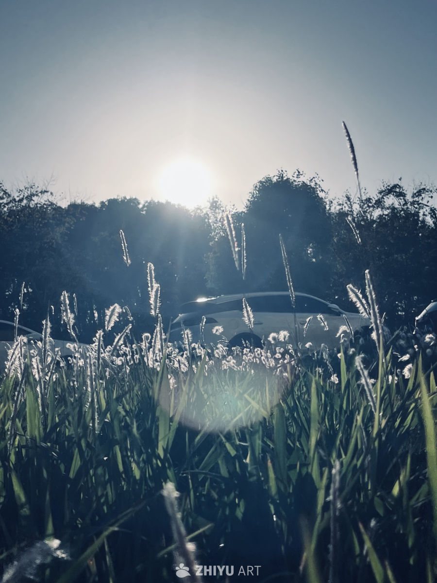 晨光中的田野与汽车