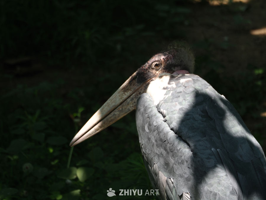 鹳？反正是嘴巴很大的鸟