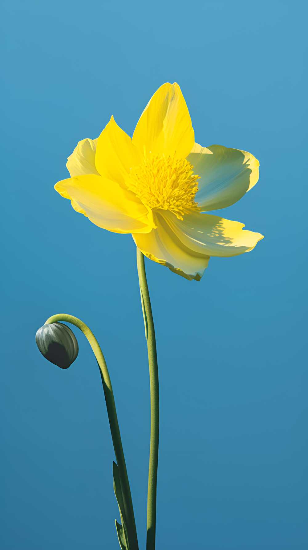 一朵黄色的花蓝天背景1