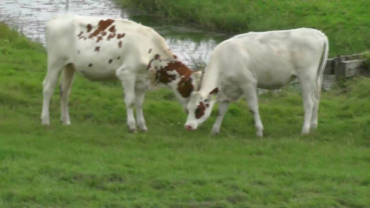 牛动物哺乳动物斗争
