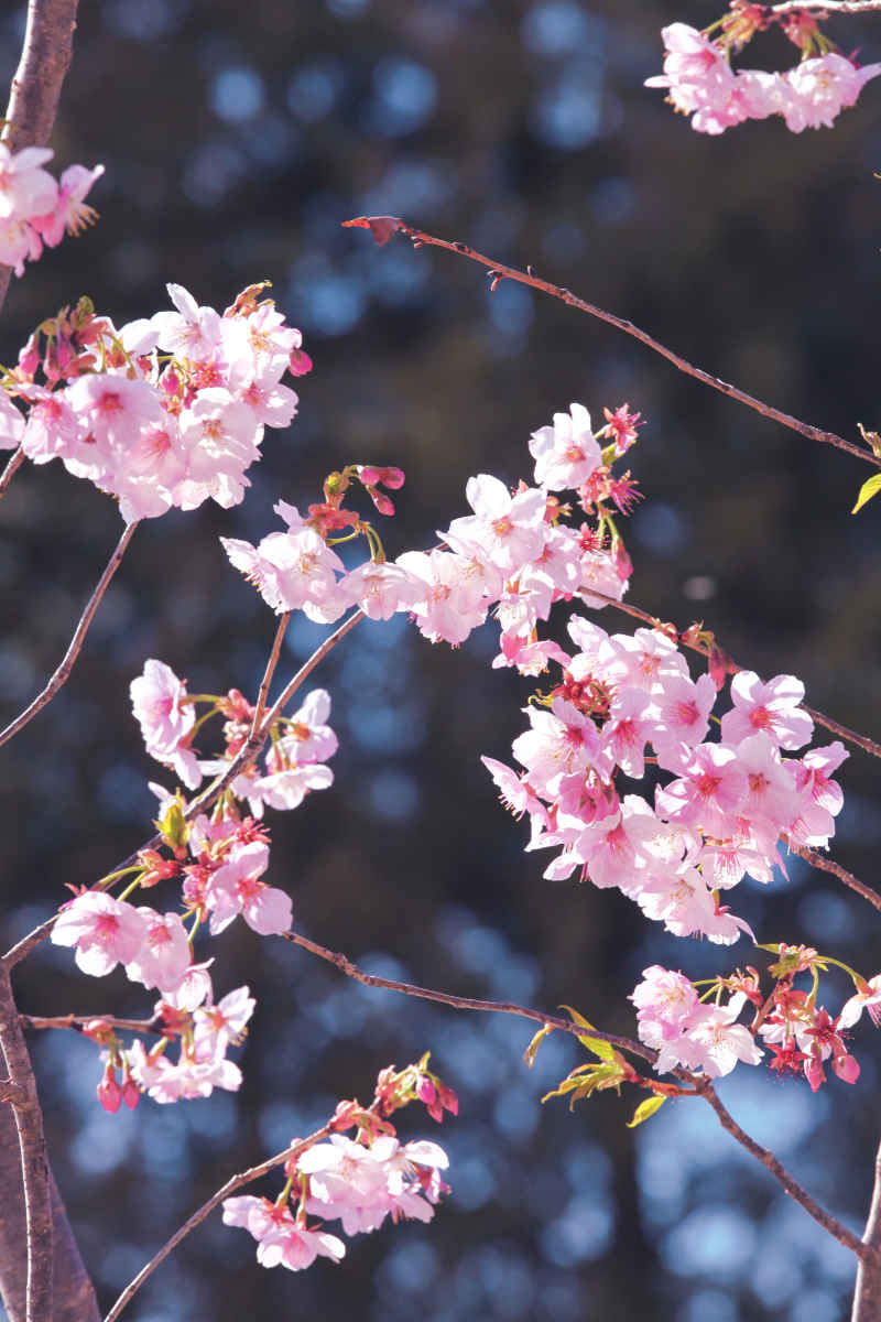 春·樱花祭 27